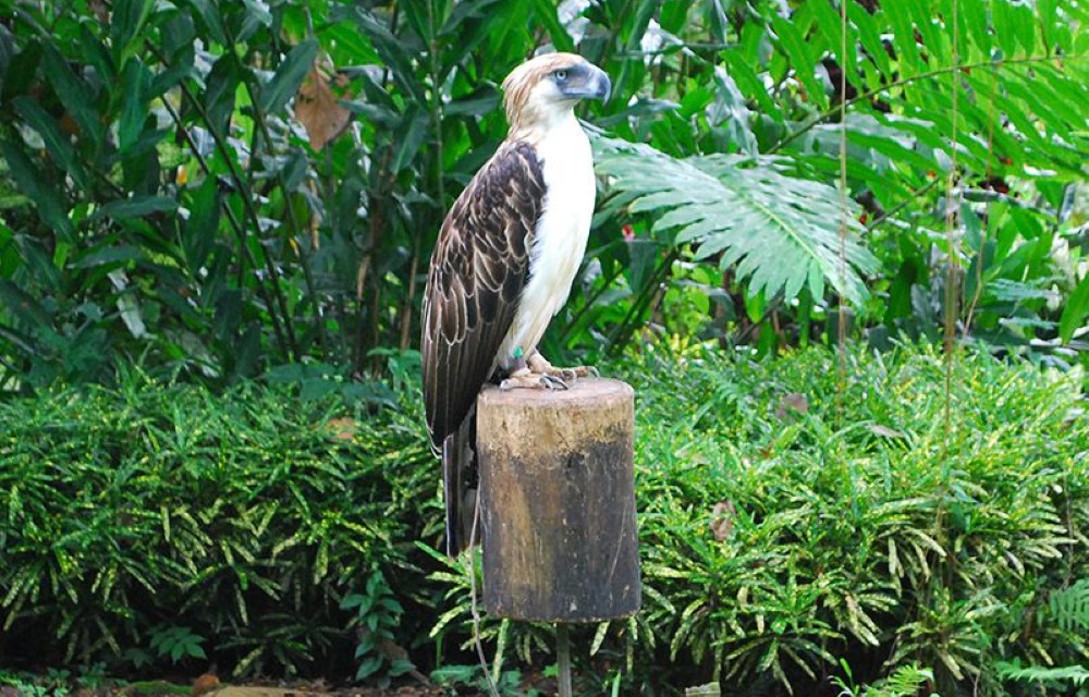  Philippine Eagle Center in Davao City Pictures