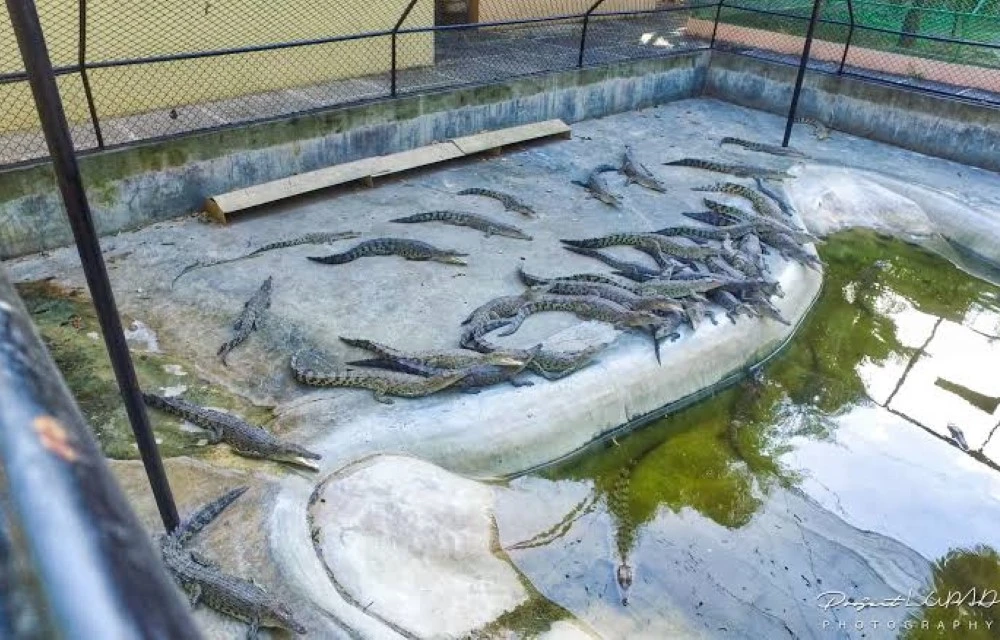  Davao Riverfront Crocodile Park & Zoo in Davao City Pictures